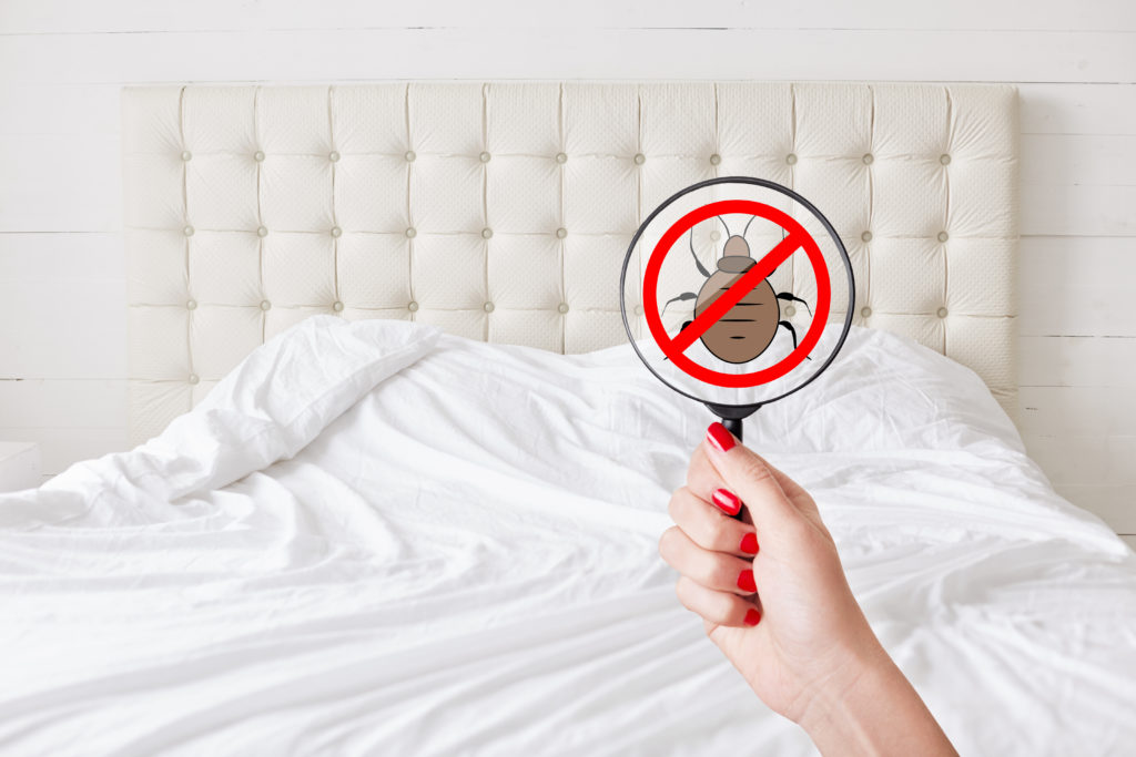 Remove Bed Bugs