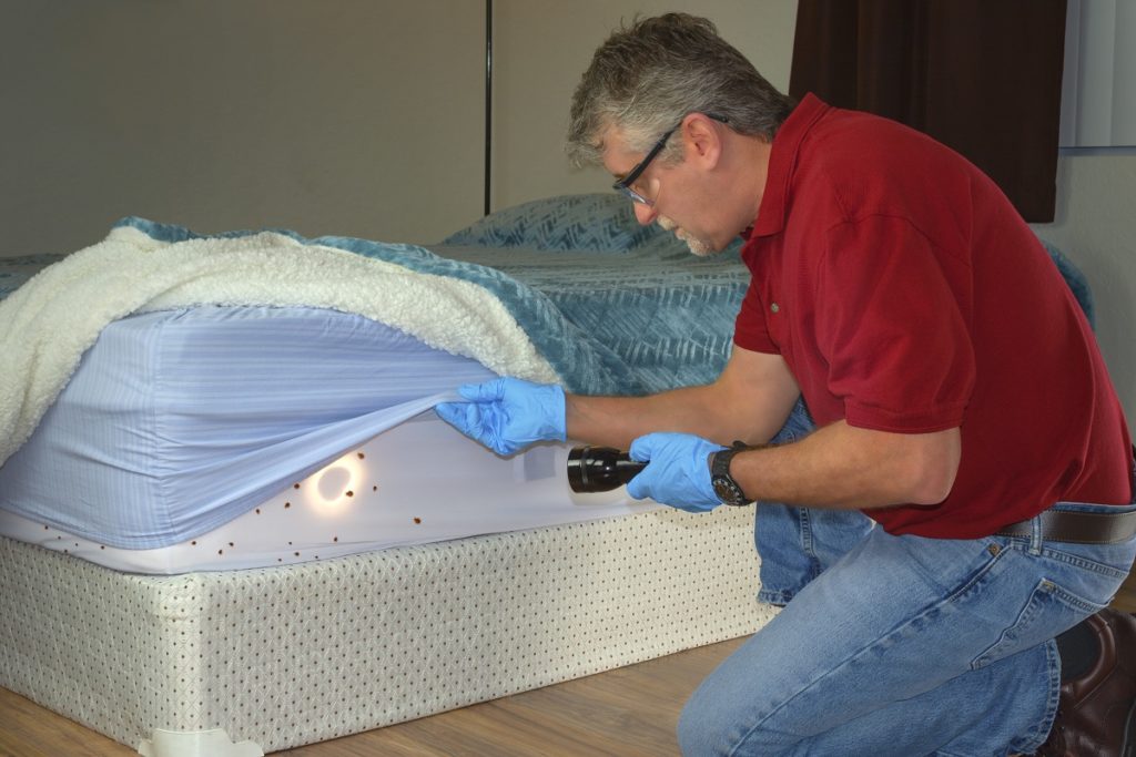 home remedy for bed bugs on mattress