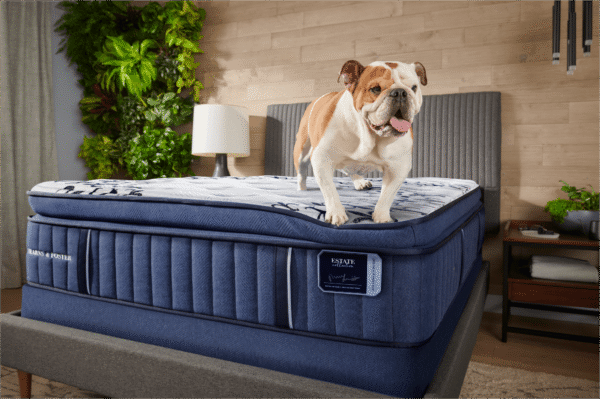 Stearns & Foster Estate Mon Chéri 15" Luxury Cushion Firm Pillowtop Mattress with a dog standing on it